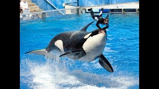 A baleia Orca que matou sua treinadora Dawn Brancheau puxando a pelos cabelos - Fantástico