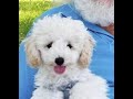 Albert singt Let It Rhyme von van Morrison #toypudel #puppy #singenderpudel