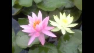 Easy Come,Easy Go Tony Bennett