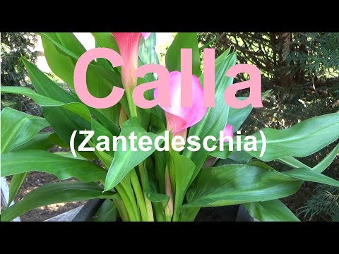 Calla care, watering, location, fertilizing, propagating, cutting, overwintering, Zantedeschia