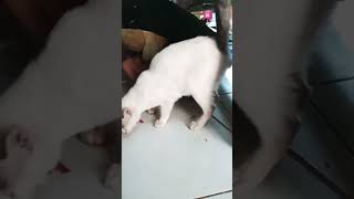 Download lagu kucingpun perlu makan#shotskucing makan#kucinganggorashots mp3 Download lagu kucingpun perlu makan#shotskucing makan#kucinganggorashots mp3