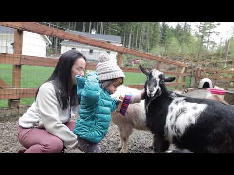 Ravenwoods Farm - A magical mini farm in the forest