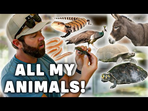 Forrest Galante's Home Zoo Tour | Snakes, Turtles, Mini Horse & More!