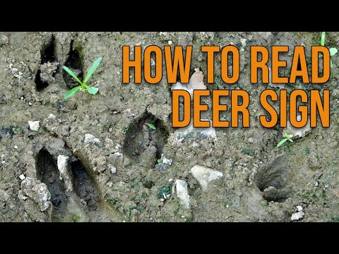 How to Read Deer Sign!