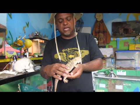 nature with Shaji Bearded Dragons 001
