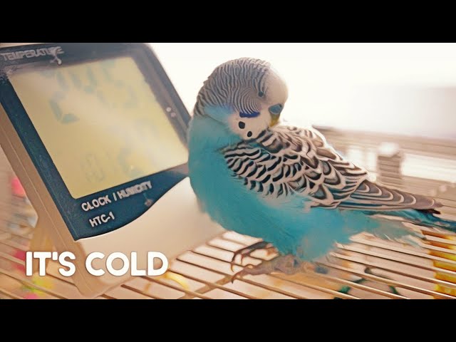 BUDGIEHUB