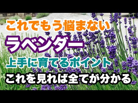 庭に低い生垣や境界線としてラベンダーを植えるにはどうすればよいですか？  庭園
