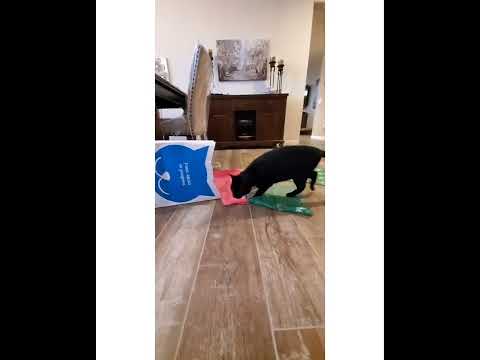 Crystal the Pet Nanny. LLC video.