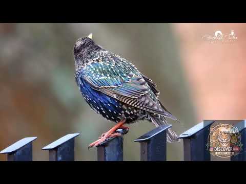 European Starling - One of the most colorful bird from Europe.