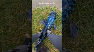 Download lagu TOMAN BIRU‼️TOMAN BISA BERUBAH WARNA‼️ #shorts mp3