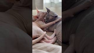 お兄ちゃんのことが大好きな猫アレクサンドラ【スフィンクス】