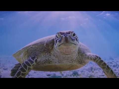 UV Drip Off (English Version)