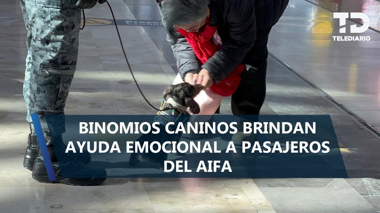 Cachorros ayudan a pasajeros del AIFA a reducir el estrés de volar
