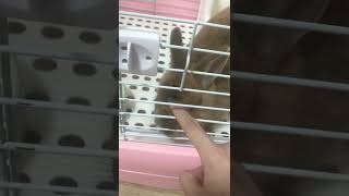 撫でて欲しくてたまらないウサギ