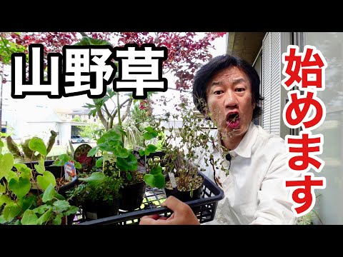 一年生植物と多年草のベッドの中のペニセタム