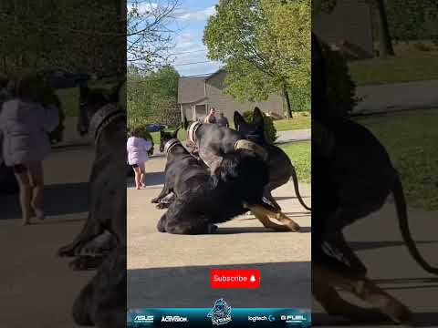 Don't You Dare | Z+ Security | Dogs Protecting Girl #shorts