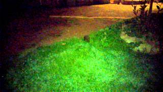 Hedgehog's night shift