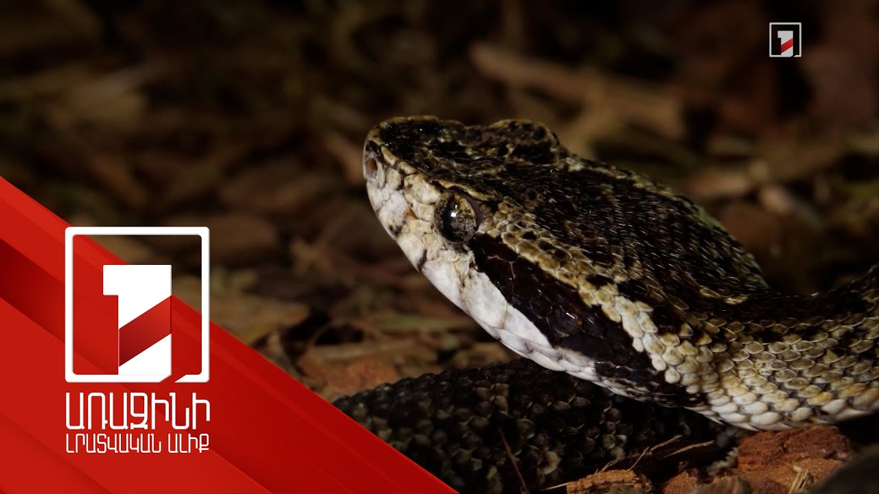 Օձերի ակտիվացման շրջանն է. ինչպե՞ս տարբերակել թունավոր օձերին