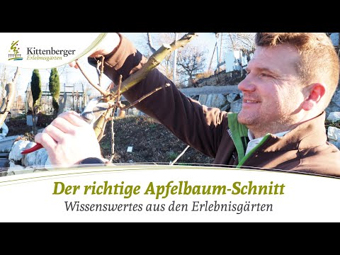 Tipps für den richtigen Apfelbaum-Schnitt