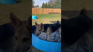 Video preview image #1 German Shepherd Dog Puppy For Sale in Gretna, NE, USA