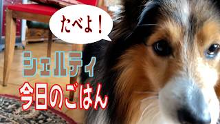 【シェルティ】今日のご飯【フランス田舎暮らし🇫🇷】#犬の散歩 #賢い犬 #犬のいる暮らし #マイペースな犬