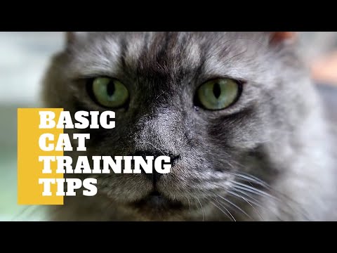 Training cats  not to bite , scratch or be aggressive