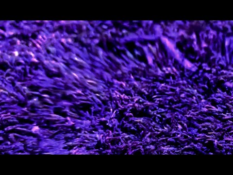 Oração Ao Cosmo - Raul Aú (prod. Aú) - Videoclipe