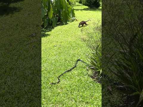 Rare Wildlife Encounter: Snake Vs Coati Vs Birds