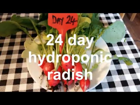 24 day hydroponic vienna radish, with the SF1000 Spider farmer grow light in a tent