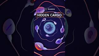 Thumbnail for Sperm’s Secret Messages: Beyond DNA