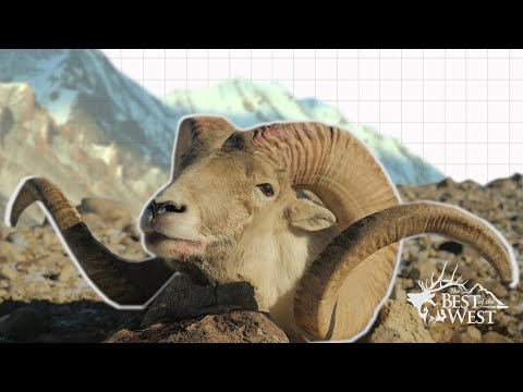 2 TAJIK MARCO POLO HUNTS (900 YD SHOT)