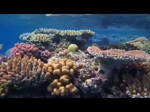 Great Barrier Reef Snorkeling off Port Douglas (The Sandbox @ Opal Reef)