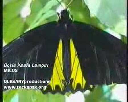 MR.OS - Boria Kuala Lumpur