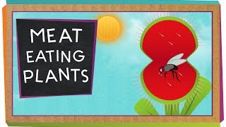 Meat-Eating Plants