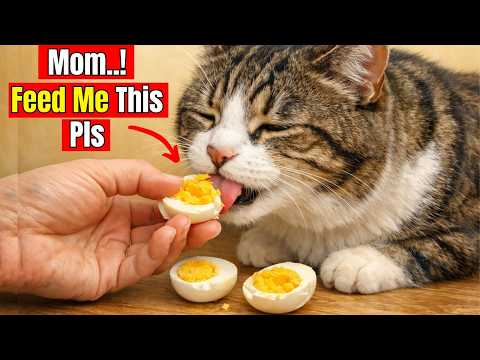 15 Human Foods Cats Love More Than Cat Food (Cheap & Healthy)