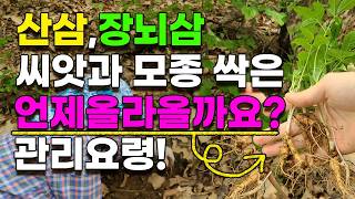 산삼 장뇌삼 산양삼 올라오면 이건 꼭 해주세요 관리요령 모두 알려드립니다 - 산양삼씨앗 장뇌삼씨앗 산삼씨앗