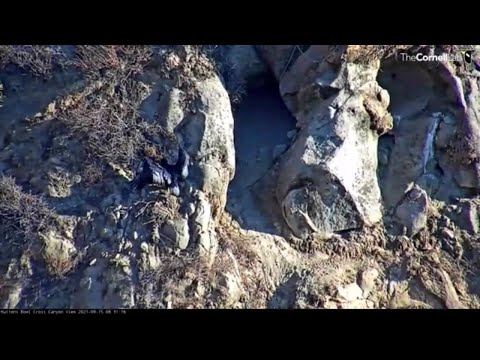 Condor Chick Spreads Wings, Navigates Cliff Outside Nest Cave – Sept. 15, 2021