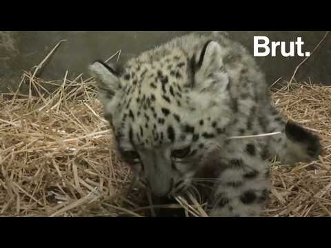 Le léopard des neiges sur le point de disparaître