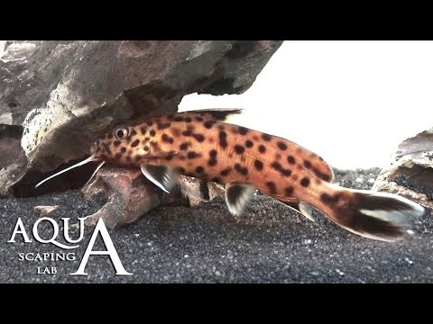 Aquascaping Lab - Synodontis Petricola “dwarf” catfish description / pesce gatto scheda tecnica