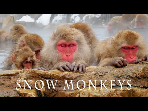 【4K Snowfall】SNOW MONKEY RESORTS 2021. #地獄谷野猿公苑 #4K