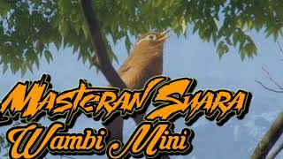 Download lagu Suara Masteran Wambi Mini Full 1 Jam ll sangat nyaring dan jitu mp3