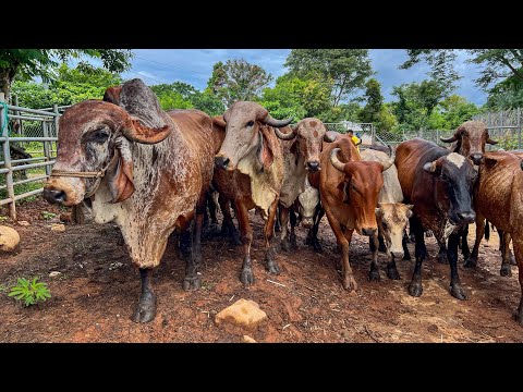 🐄🤠Vacunando a todo este ganado en menos 30 minutos mira como es de fácil 😱🐄