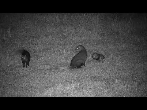 Djuma: White-tailed Mongoose family of three - 00:39 - 05/04/19