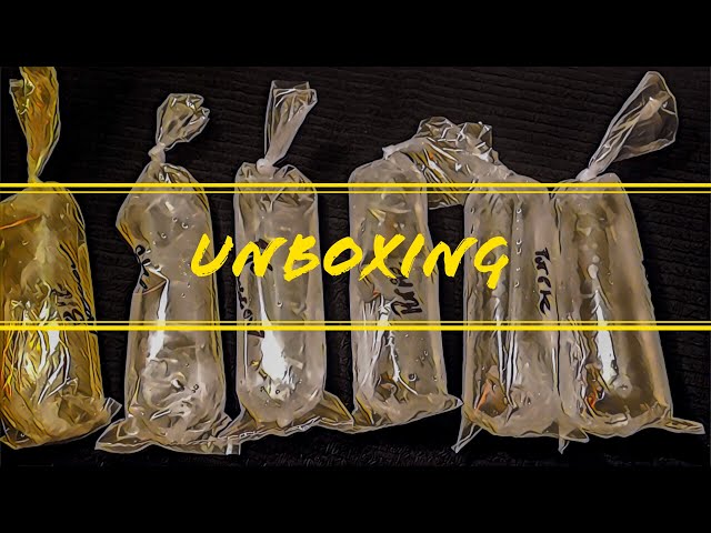 Unboxing Tropical Fish - Fancy Guppies