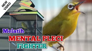 Download lagu Terapi pleci   simulasi lomba burung pleci untuk melatih mental pleci mp3