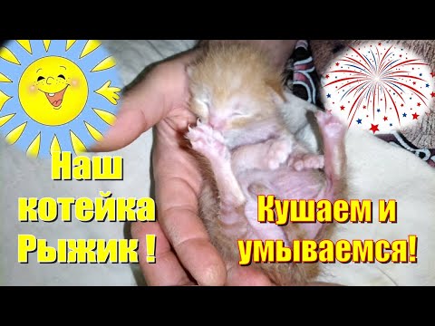 Наш котейка Рыжик! Часть 5 #Shorts