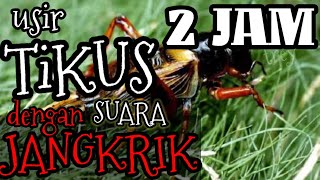 Download lagu Cara Mangusir Tikus dengan Suara Jangkrik (Durasi 2 Jam) mp3 Download lagu Cara Mangusir Tikus dengan Suara Jangkrik (Durasi 2 Jam) mp3