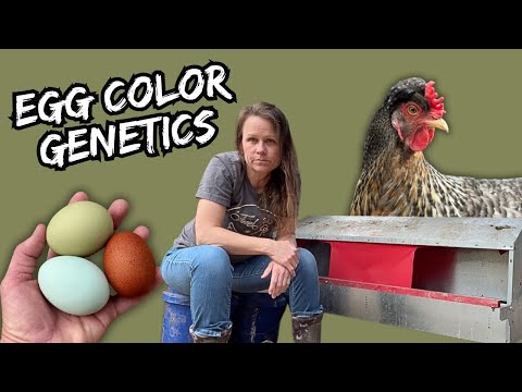 Chicken Egg Color Genetics for Beginners