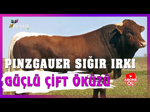 , title : 'Hayvan Irkları - Pinzgauer Sığır Irkı'