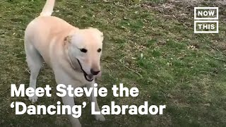 Dog With Neurological Disorder Never Skips Playtime | NowThis